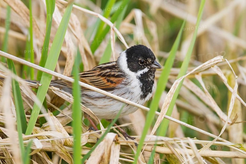 Reed Bunting - Rohrammer - Emberiza schoeniclus ssp. schoeniclus, Germany, adult male