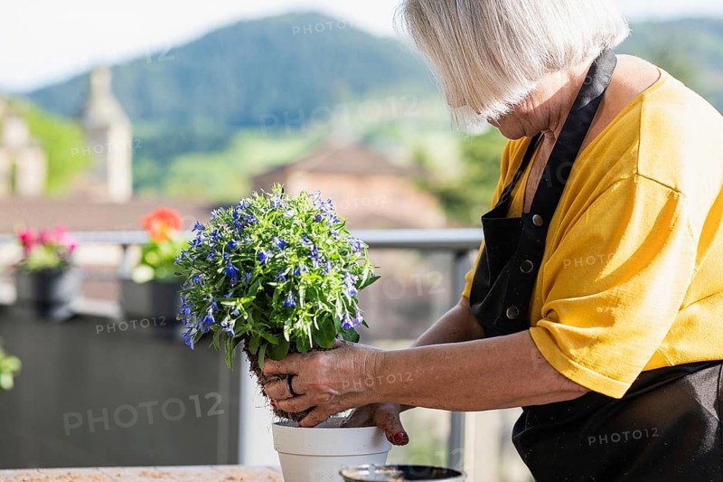 An elderly woman is gardening on a balcony surrounded by vibrant flowers. She carefully plants a pot with vibrant Lobelia, enjoying a serene outdoor moment against a scenic backdrop