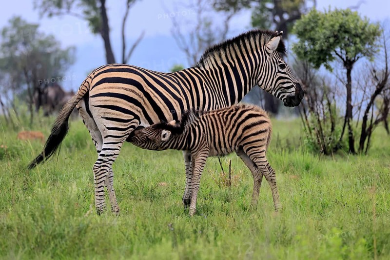 Burchell's zebra (Equus quagga burchelli), Burchell's zebra, adult, female, mother, young, suckling, social behaviour, Pilanesberg National Park, North West Province, South Africa