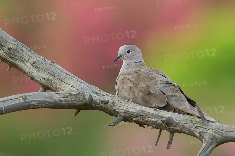Eurasian Collared Dove (Streptopelia decaocto), Corsica, France