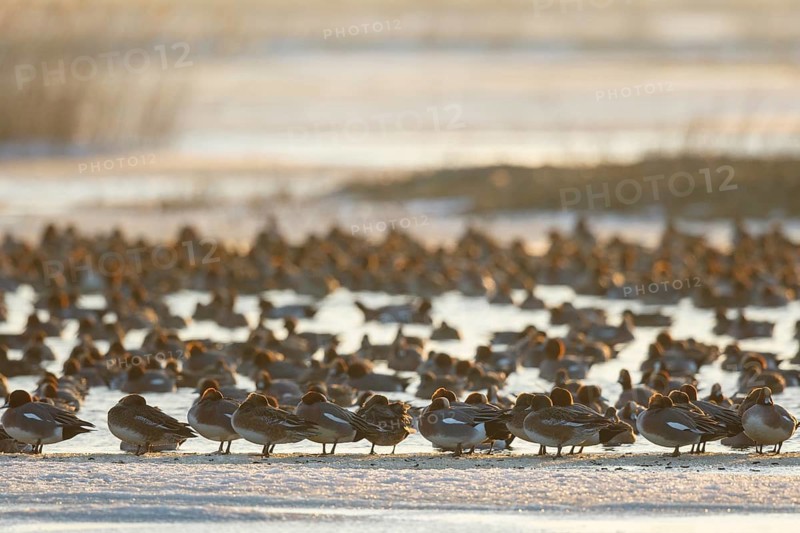 Eurasian Wigeon (Mareca penelope) group, Netherlands