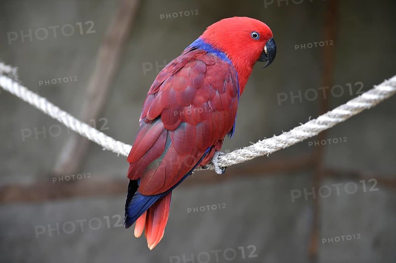 Noble parrot, (Eclectus) in Marlow Bird Park, Mecklenburg-Western Pomerania, Germany