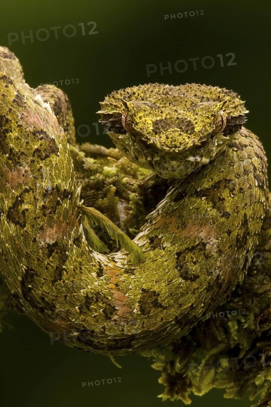 Eyelash viper (Bothreicis schlegelii) in cloud forest