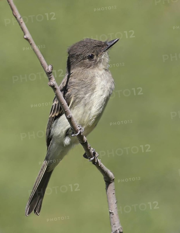 Eastern Phoebe (Sayornis phoebe), Saskatchewan, Canada