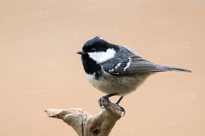 Coal Tit (Periparus ater) perched on a branch, Bialowieza National Park, Poland