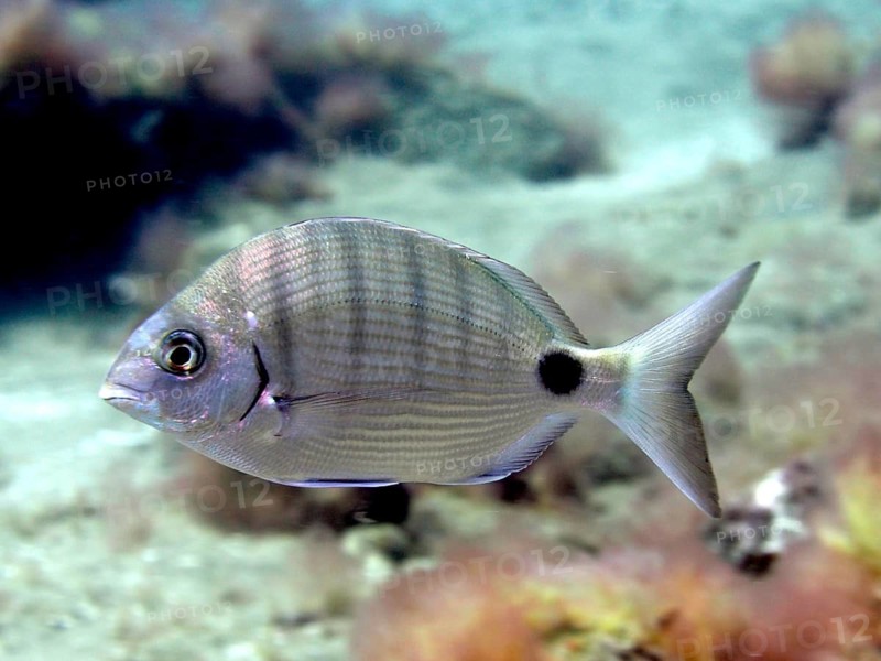 White bream (Diplodus sargus)