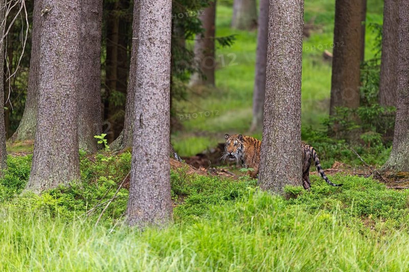 One young female Siberian Tiger, Panthera tigris altaica, standing in a forest of pine trees with lush green undergrowth