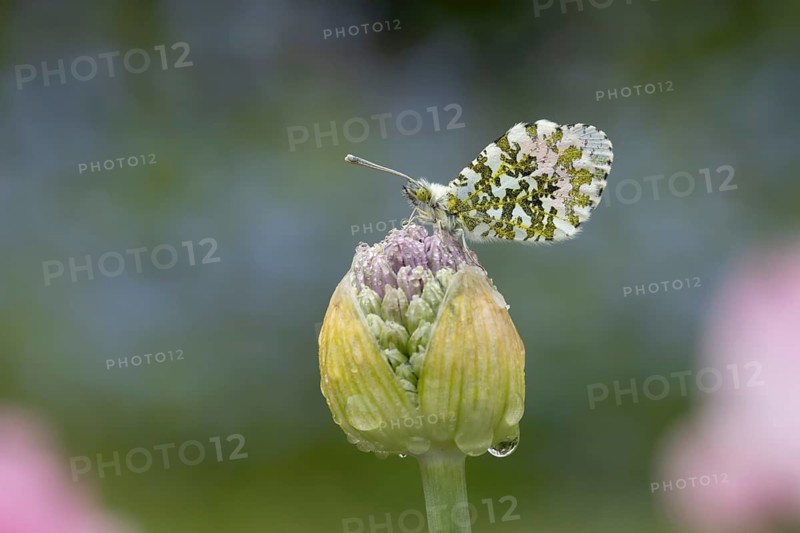 Orange tip butterfly (Anthocharis cardamines) adult insect resting on garden Allium flowers in spring, England, United Kingdom