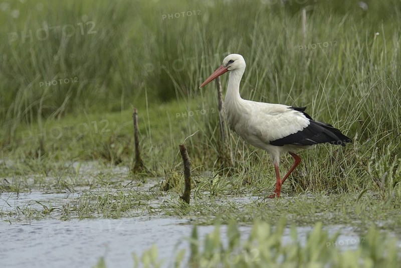 White Stork (Ciconia ciconia), Lower Saxony, Germany