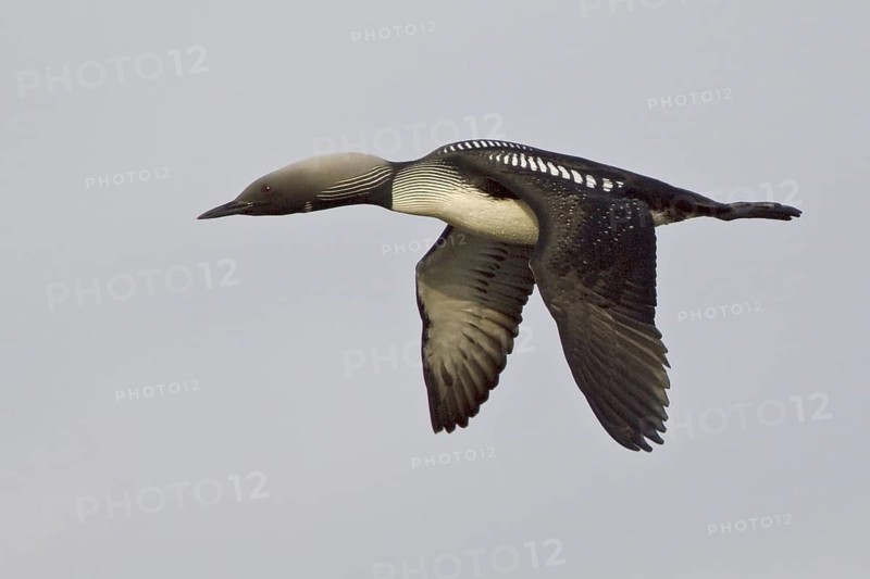 Pacific Loon (Gavia pacifica) flying, Manitoba, Canada