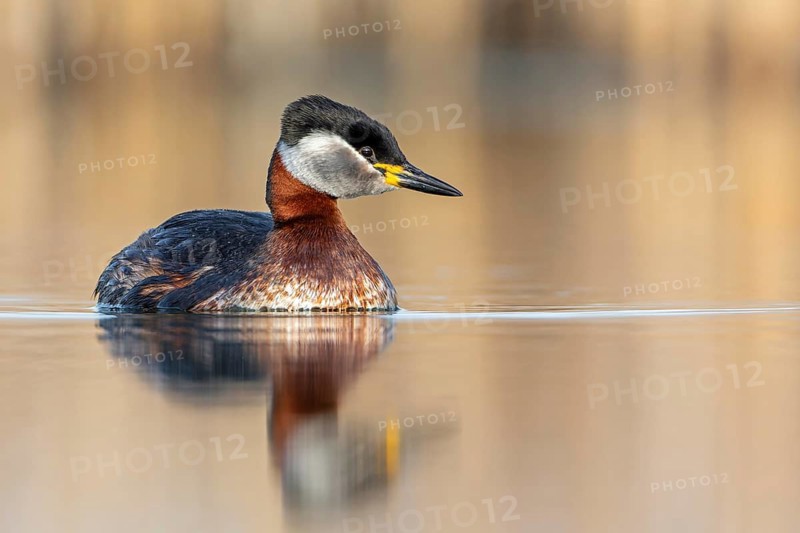 Red-necked Grebe (Podiceps grisegena) grebe, pair, mating, courtship, swimming, Middle Elbe Biosphere Reserve, Saxony-Anhalt, Germany
