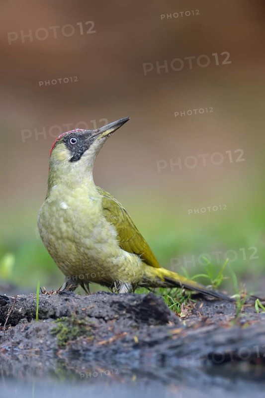 European Green Woodpecker (Picus viridis) juvenile perched on the ground, Netherlands