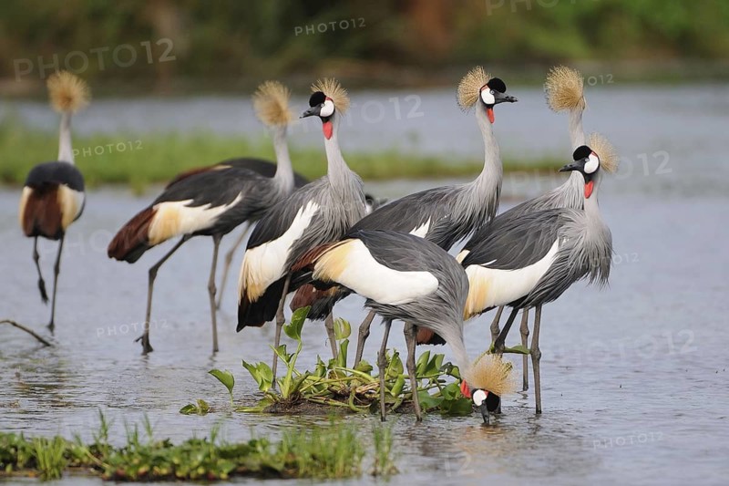 Grey Crowned Crane (Balearica regulorum), Uganda