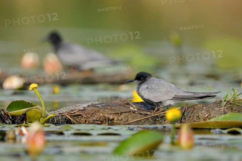 Kolonienbrüter... Trauerseeschwalbe *Chlidonias niger*