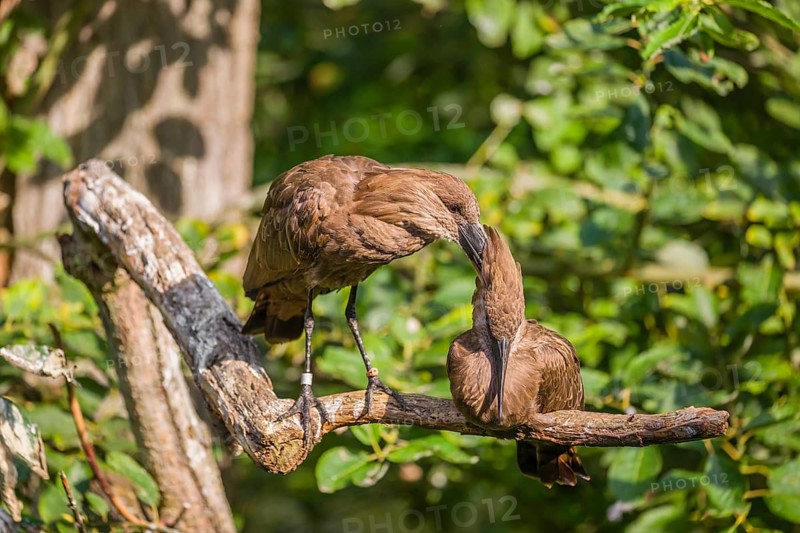 A hamerkop (Scopus umbretta) stands on a branch of a tree and grooms the plumage of a second one sitting on the branch. Green leaves can be seen in the background
