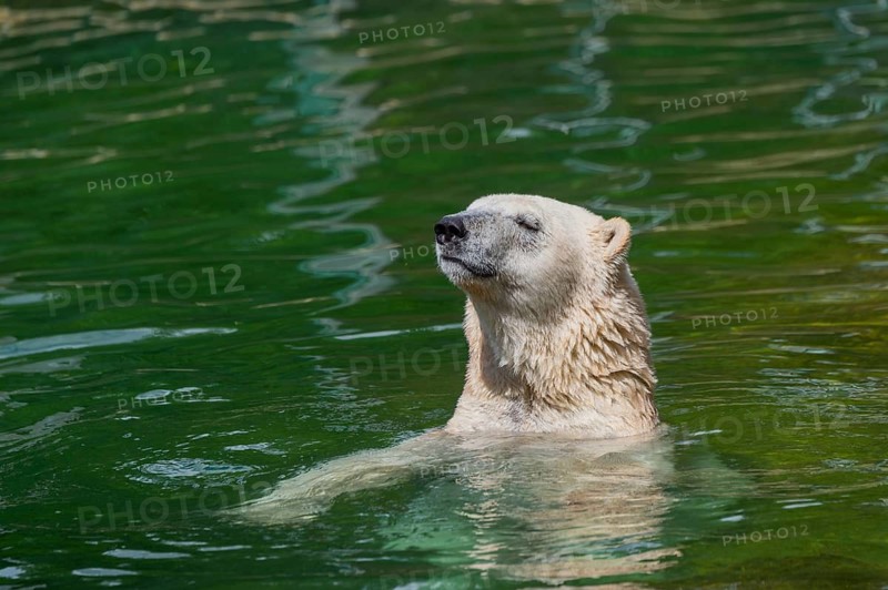 Polar bear (Ursus maritimus) swimming in the water, captive, Germany