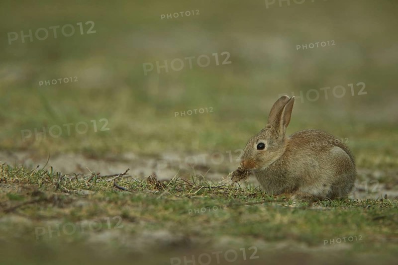 Wild rabbit (Oryctolagus cuniculus) feeding, Nationaal Park Duinen, Texel, North Holland, Netherlands