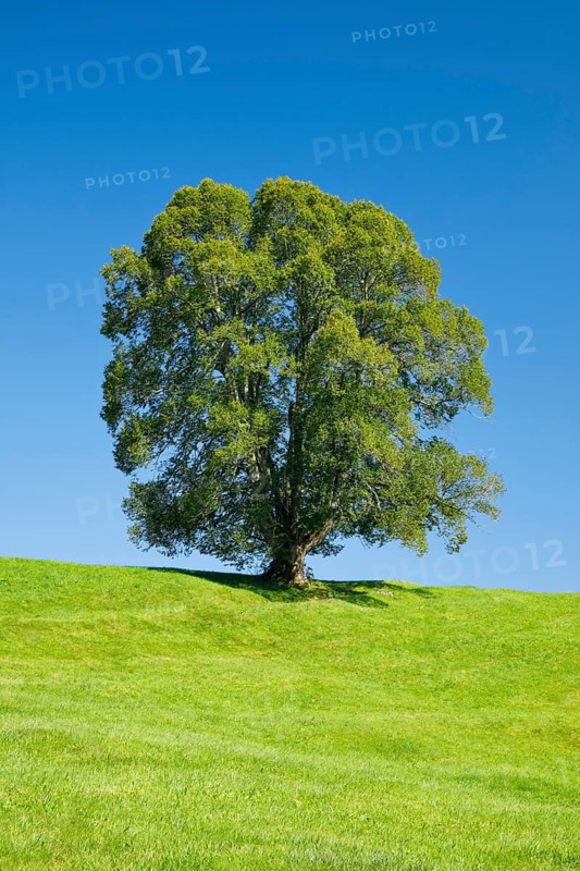 Large lime tree in Oberägeri, Canton Zug, Switzerland
