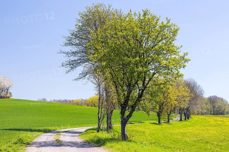 Field path through flowering meadows in spring, near Liebstadt, Saxony, Germany