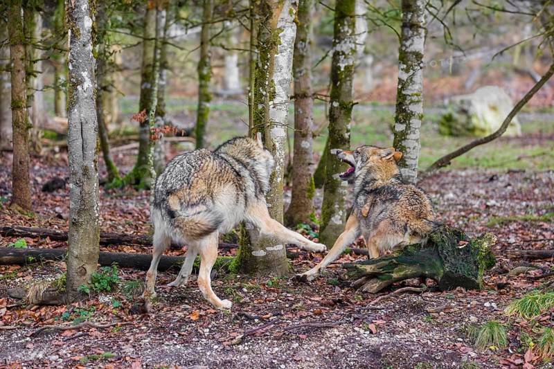 Two adult eurasian gray wolves (Canis lupus lupus) meet in a forest and show social behavior