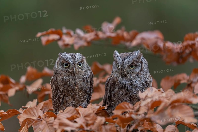 Two Eurasian scops owls (Otus scops)sitting on a twig of a beech tree, embedded in brown leafs