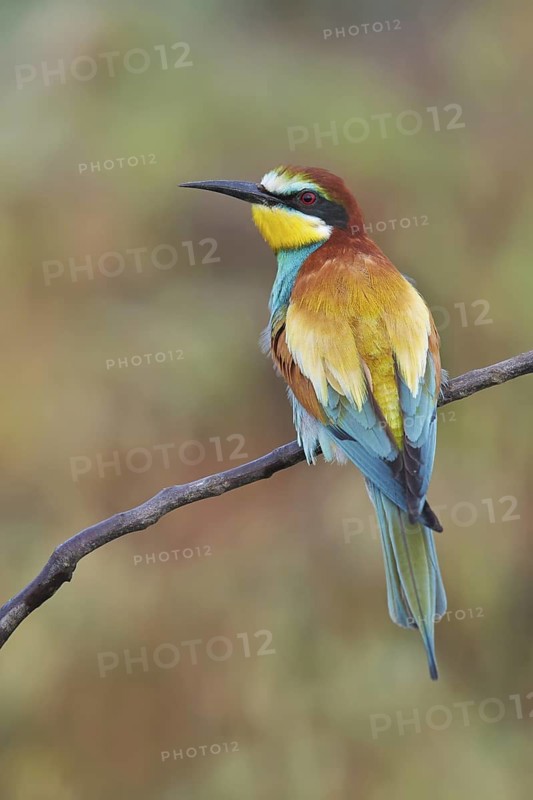 Adult, perched, rear view, summer