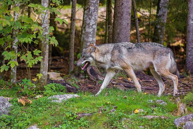 A eurasian gray wolf (Canis lupus lupus) runs along a forest edge through green vegetation