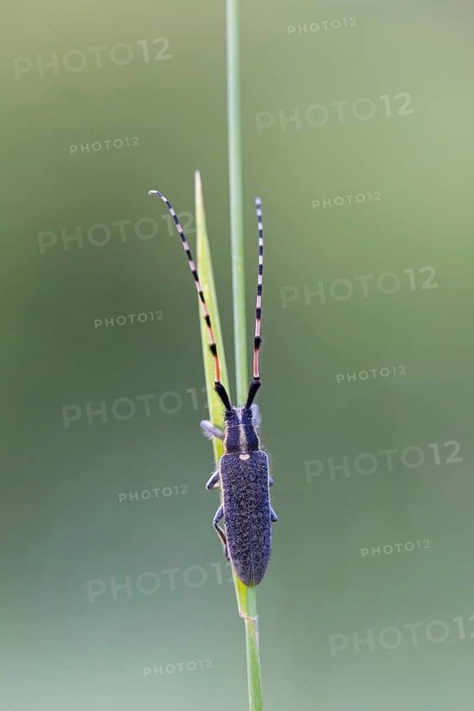 Sunflower buck, Agapanthia dahli, Muselievo, ????????? / Muselievo, ?????? / Pleven, Bulgaria