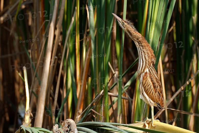 Little Bittern (Ixobrychus minutus), young bird, Middle Elbe Biosphere Reserve, Dessau-Roßlau, Saxony-Anhalt, Germany