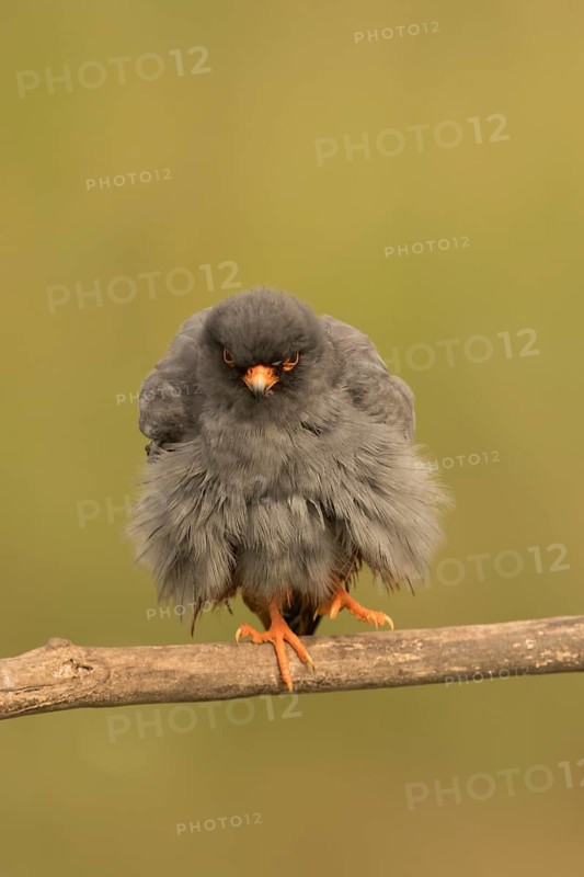 Red-footed Falcon (Falco vespertinus) adult male preening, perched on a branch, Serbia