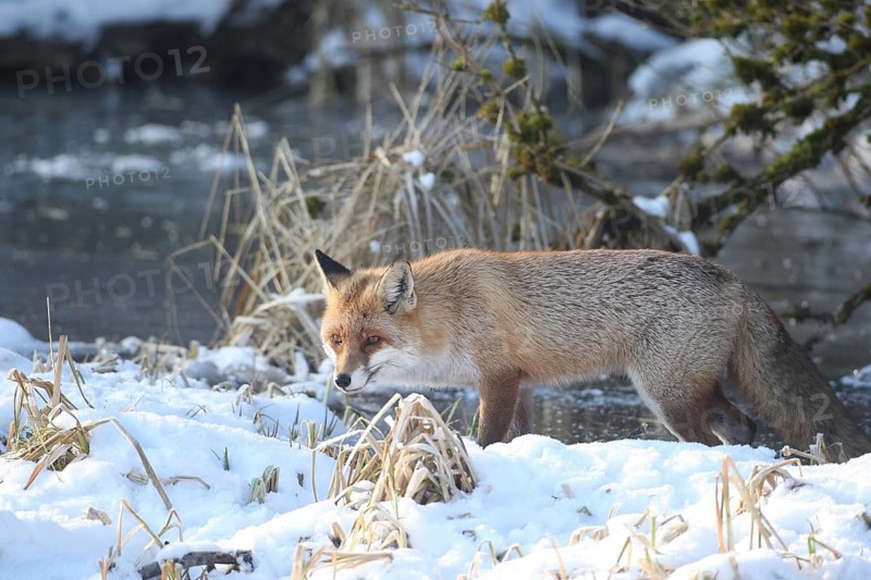 Lynx (Vulpes vulpes) on the bank of a frozen stream, Allgäu, Bavaria, Germany, Allgäu, Bavaria, Germany