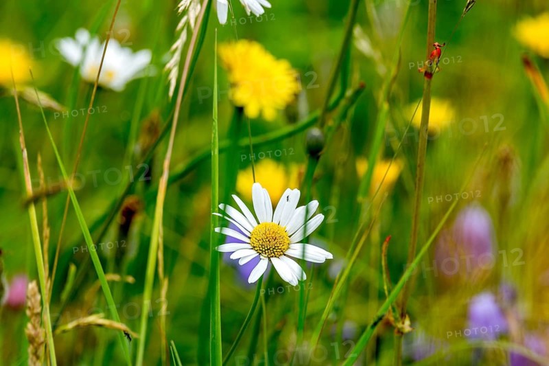 Flowering daisy (Leucanthemum), colourful flowers, grasses and insects in a wild, natural flower meadow, Germany