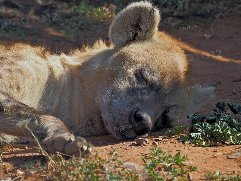 Spotted hyena (Crocuta crocuta)