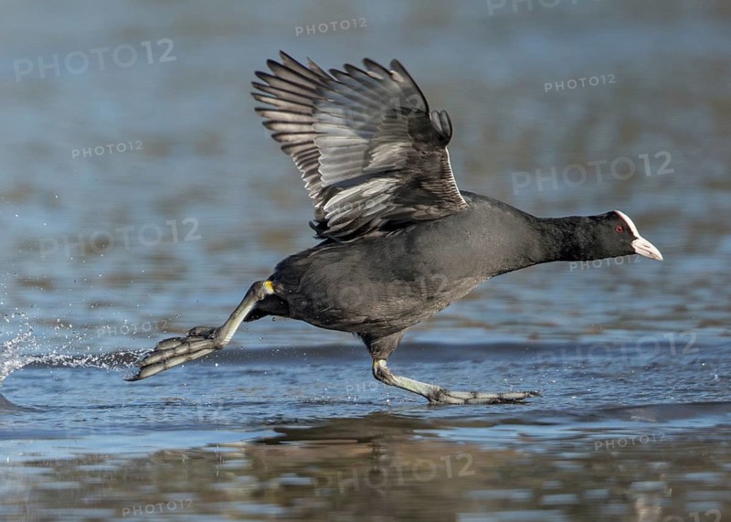 Eurasian Coot (Fulica atra) taking flight, Wales, United Kingdom