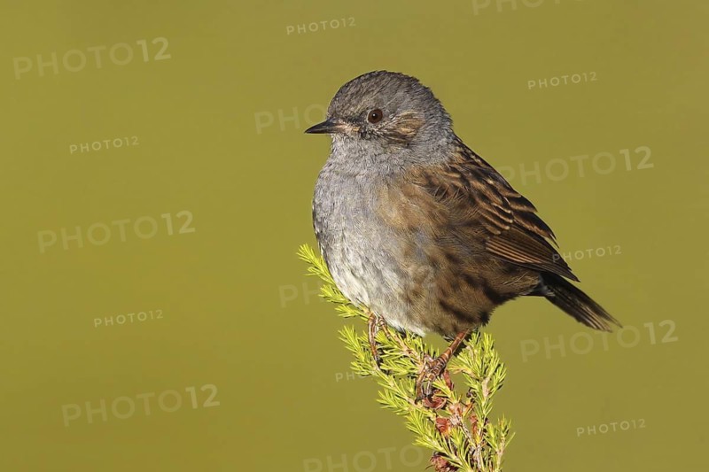 Dunnock (Prunella modularis), Covilha, Portugal