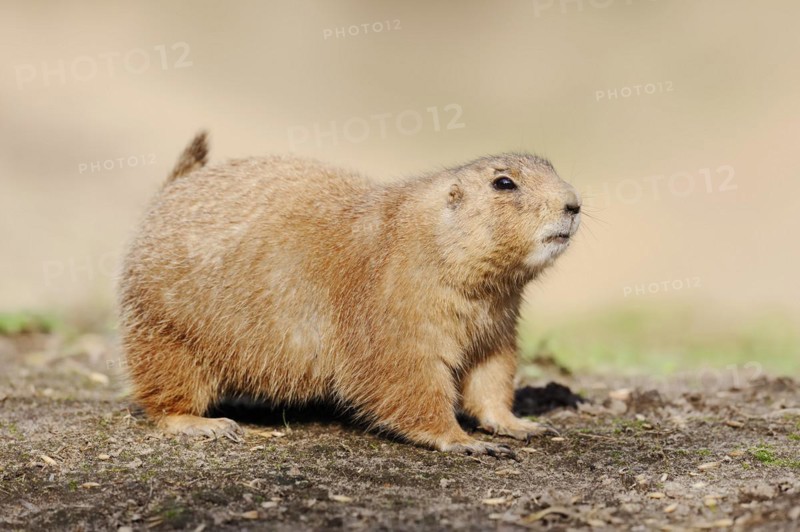 Black-tailed prairie dog (Cynomys ludovicianus), captive, occurring in North America