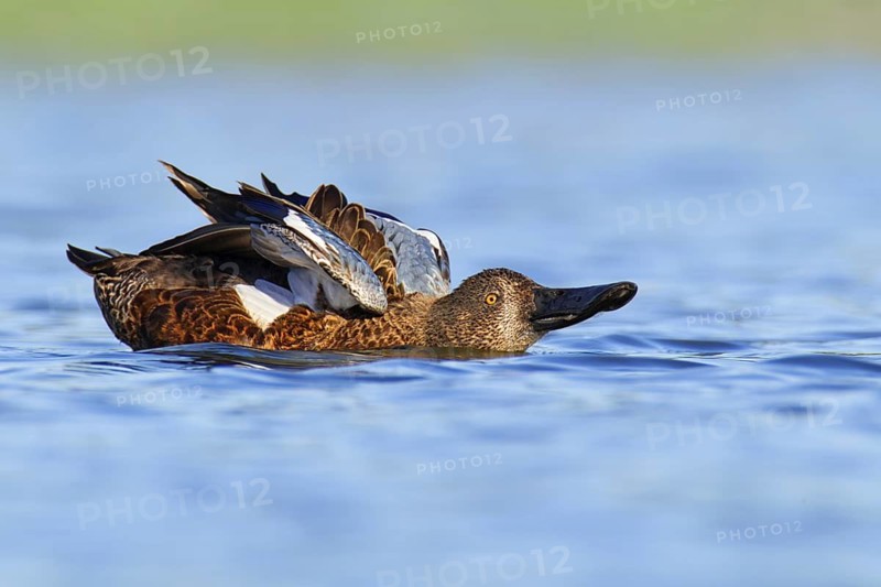Australasian Shoveler (Spatula rhynchotis), Western Australia, Australia