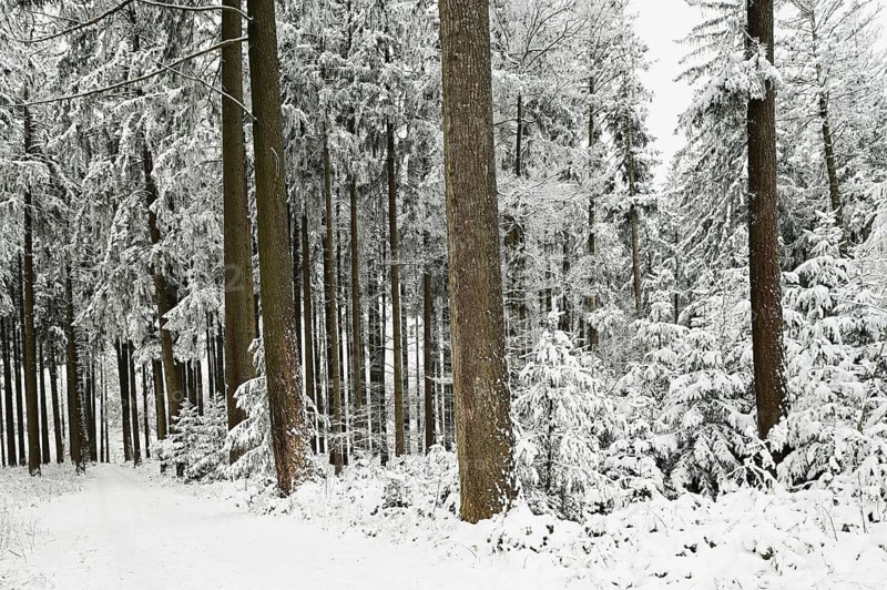 Forest path through snow-covered coniferous forest, Horben, Canton Aargau, Switzerland