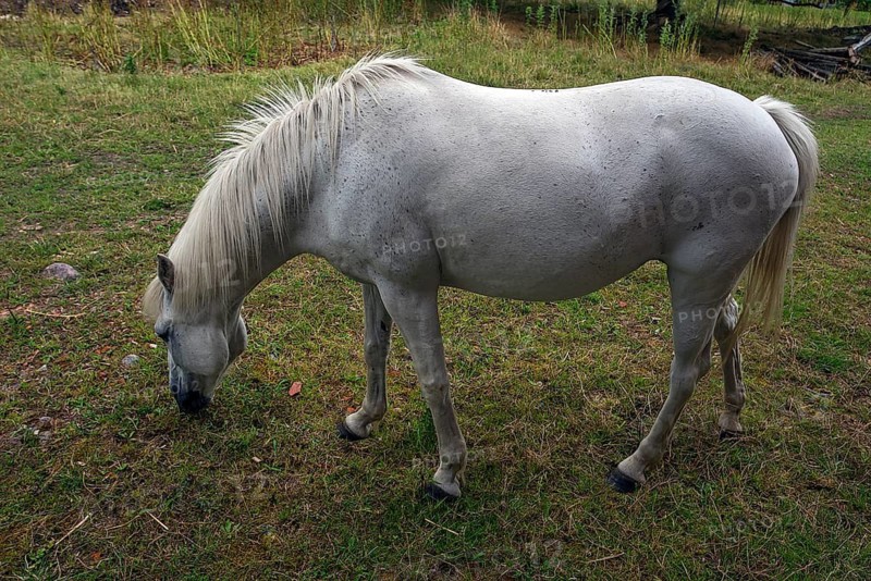White horse in a meadow, Mecklenburg-Vorpommern, Germany