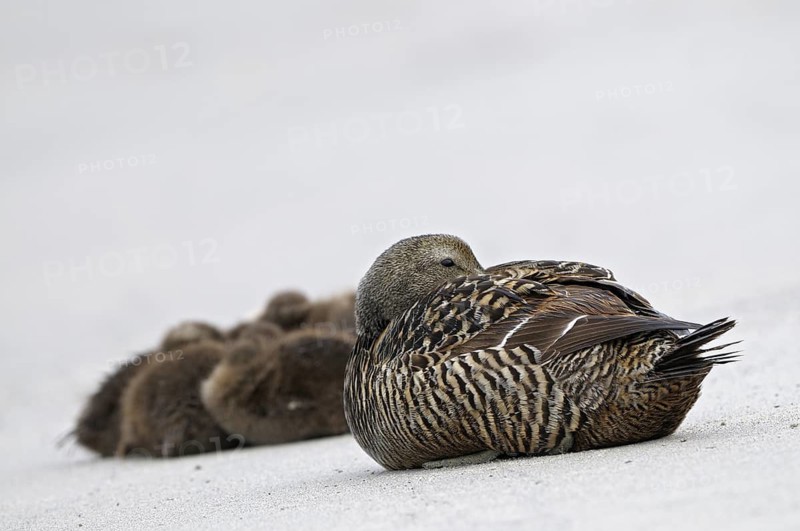 Eiderente (Somateria mollissima), Eider, ruhende Jungvoegel mit Weibchen am Strand, Juni, Duene der Insel Helgoland, Schleswig-Holstein, Deutschland