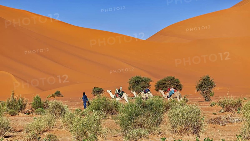 Group moves with camels through a desert, Tuareg with his camel caravan in the Sahara in Algeria