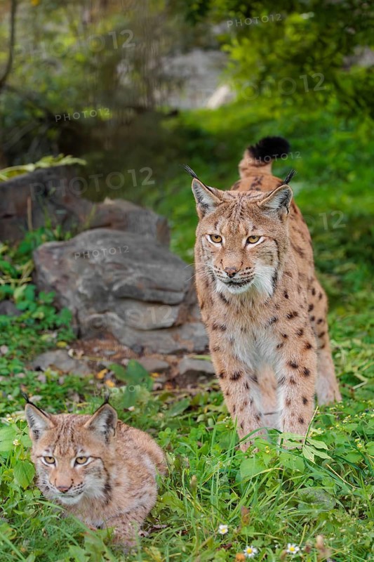 A female Eurasian lynx (Lynx lynx) and her kitten stand on a green meadow at the edge of a forest