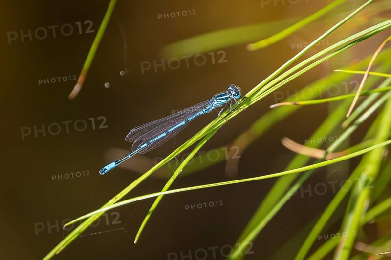 A blue dragonfly (Coenagrion) sitting on a blade of grass in a natural environment, Ternitz, Lower Austria, Austria