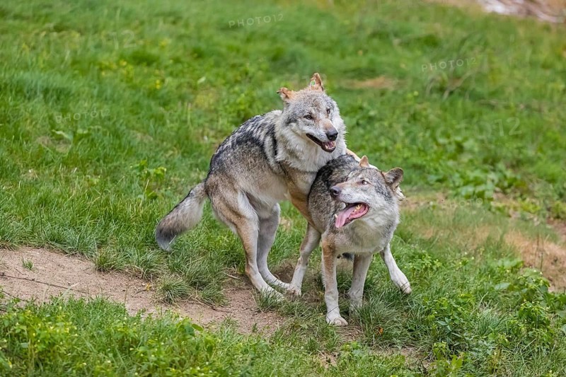 Two adult male eurasian gray wolves (Canis lupus lupus), social behaviour, dominance