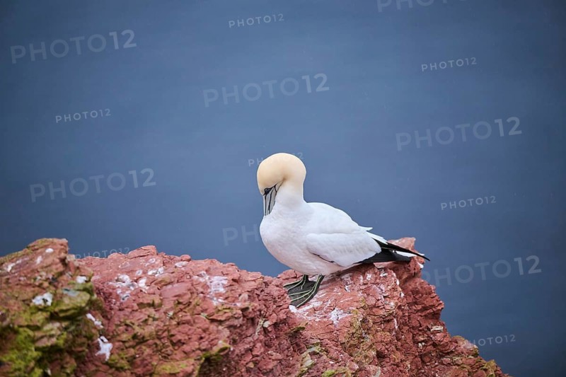 Northern gannet (Morus bassanus) standing on the ground, wildlife, Heligoland, Germany