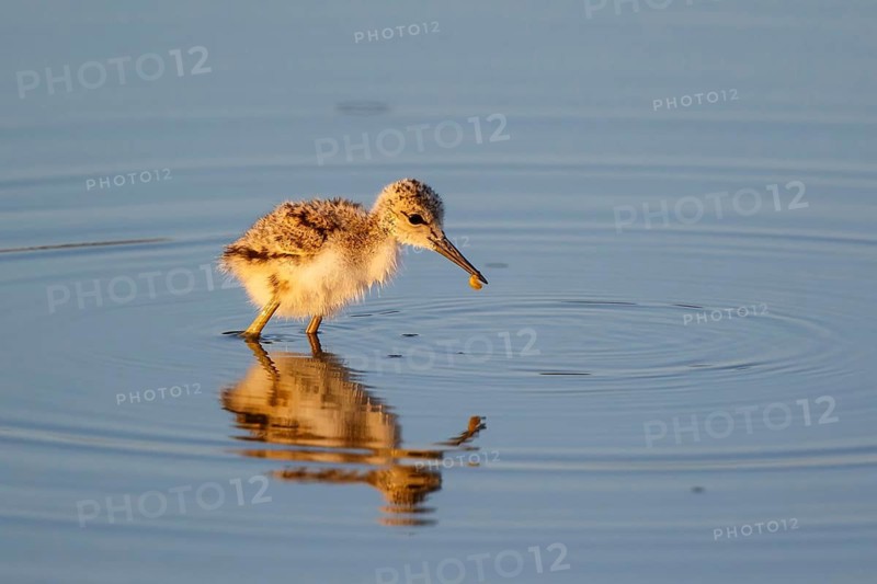 Pied Avocet (Recurvirostra avosetta) chick, Lesvos, Greece