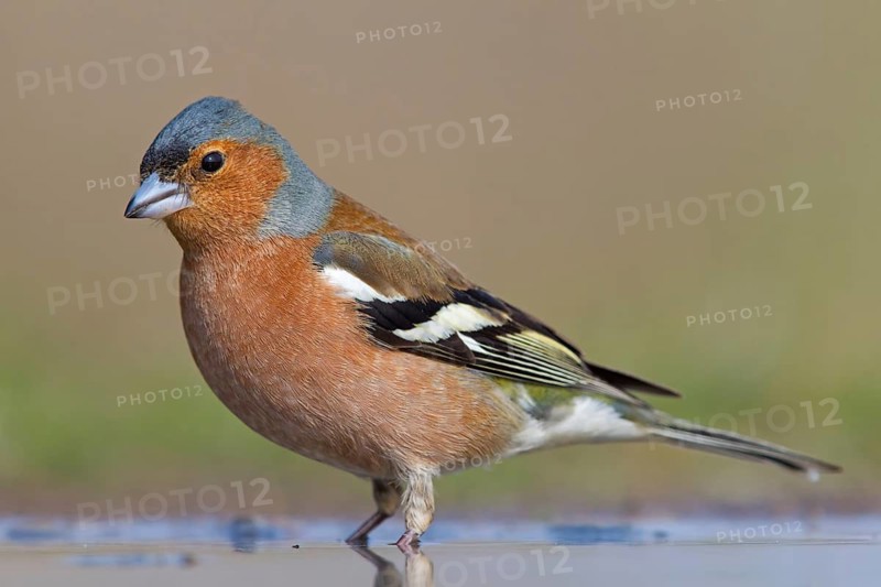 Chaffinch, (Fringilla coelebs), animals, birds, songbird, finch family, perch, biotope, habitat, Beindersheim, Bad Dürkheim district, Rhineland-Palatinate, Federal Republic of Germany