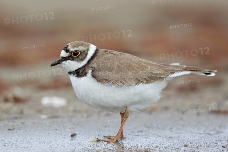 Little Ringed Plover (Charadrius dubius) female, North Rhine-Westphalia, Germany