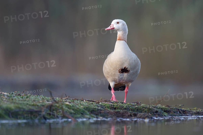 Egyptian Goose (Alopochen aegyptiaca), North Rhine-Westphalia, Germany