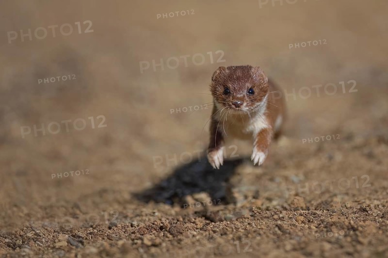 Common Weasel (Mustela nivalis) running and jumping, Castile-La Mancha, Spain